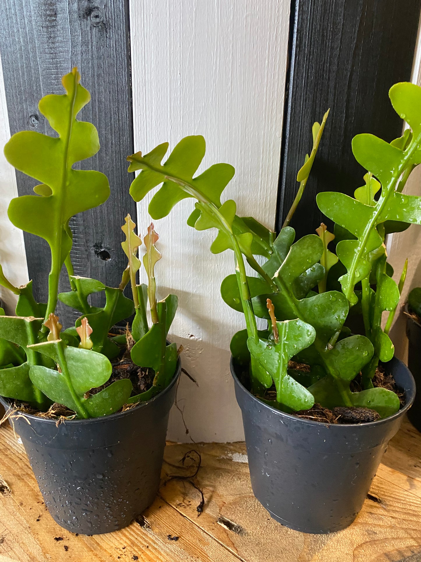 Rhipsalis zigzag plant