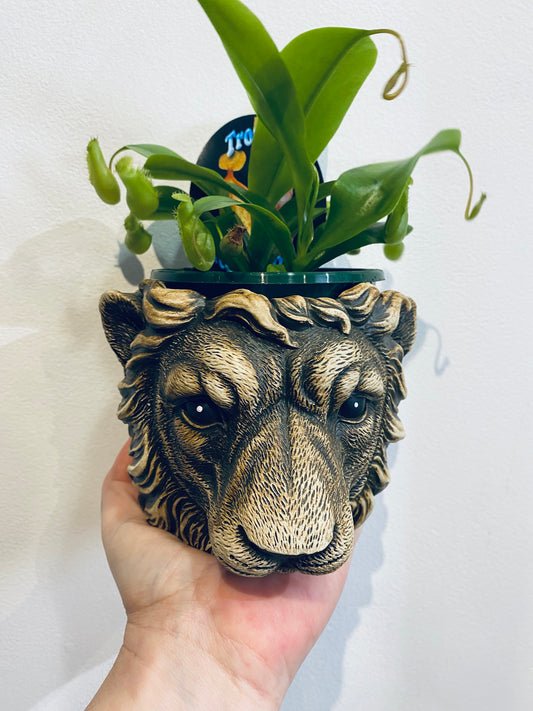 Wild Animal Planters Cement