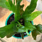 GUMBALL TERRARIUMS (PICK UP ONLY)
