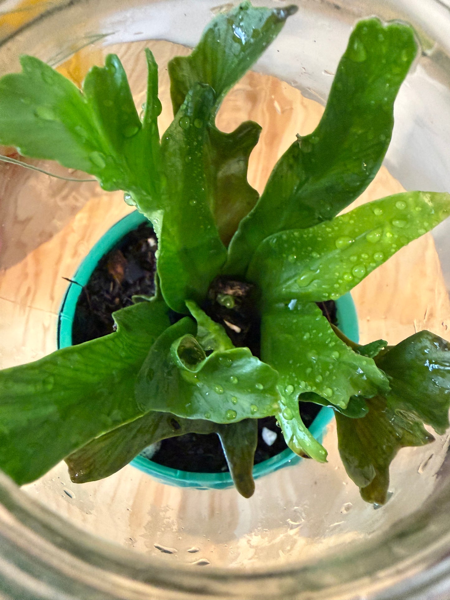 GUMBALL TERRARIUMS (PICK UP ONLY)