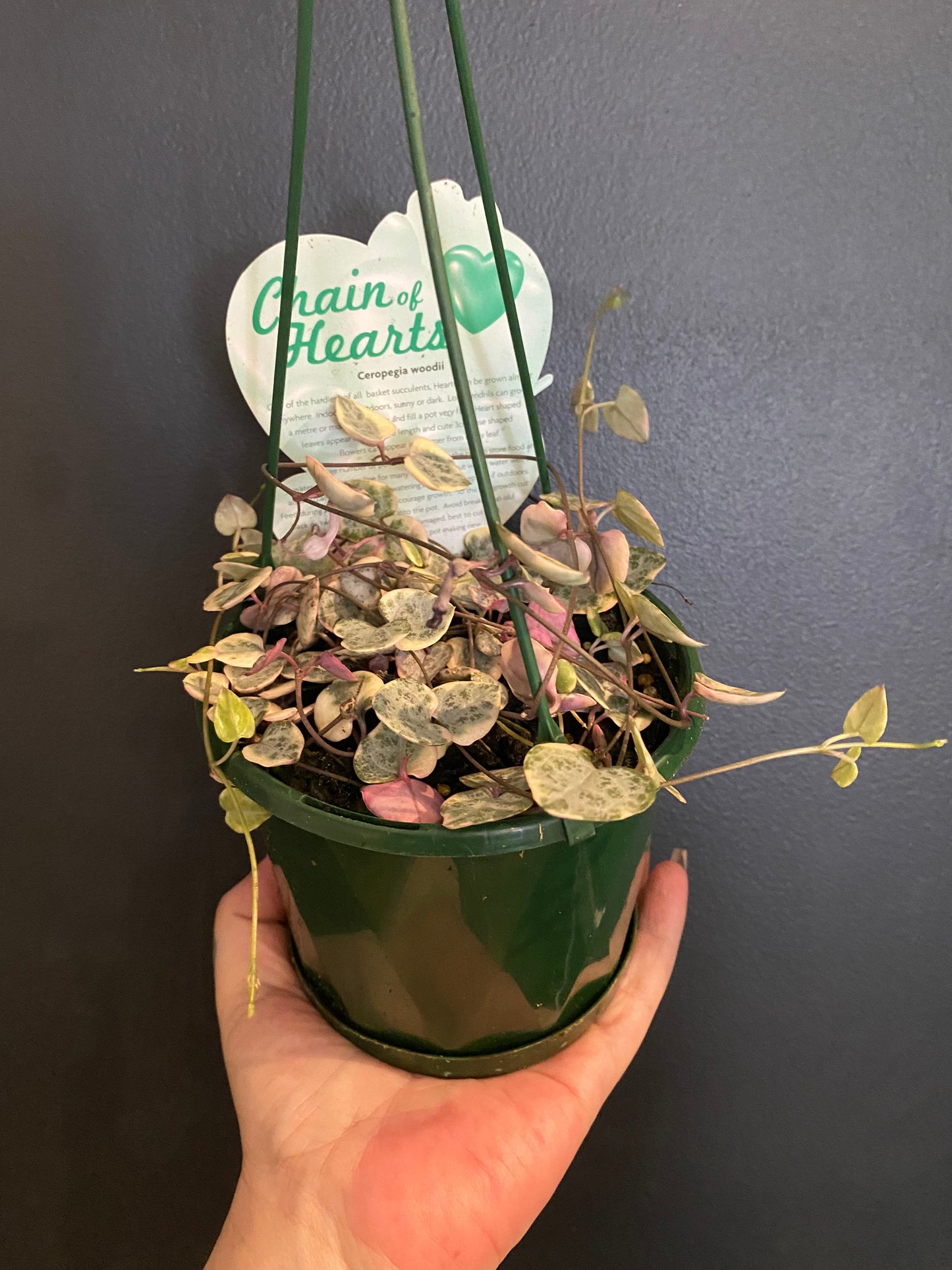 Chain of Hearts (Ceropegia woodii)