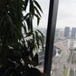 Commercial & Residential Indoor Plant Maintenance