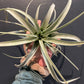 T.xerographica Tillandsia Air plant