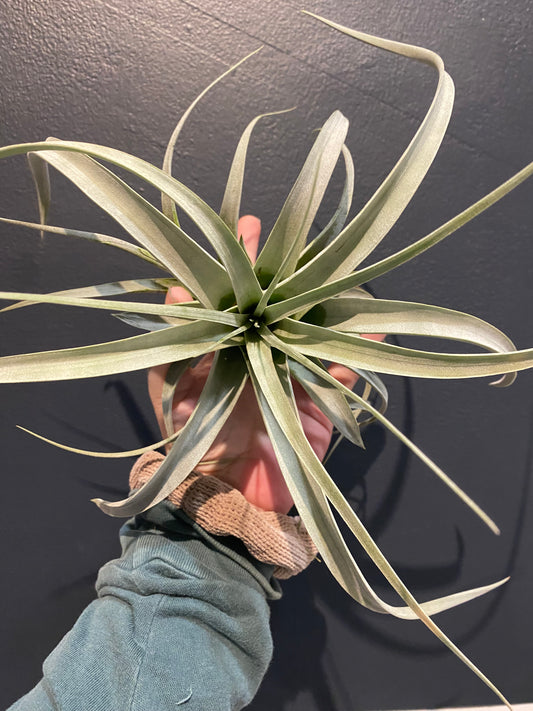 T.xerographica Tillandsia Air plant