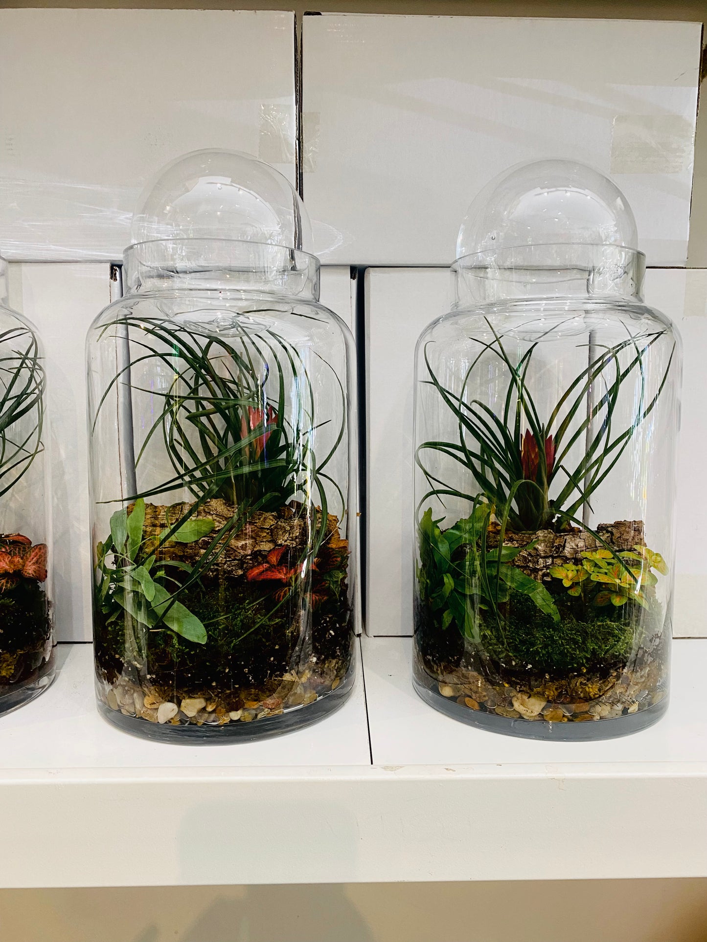 Solimões Terrarium