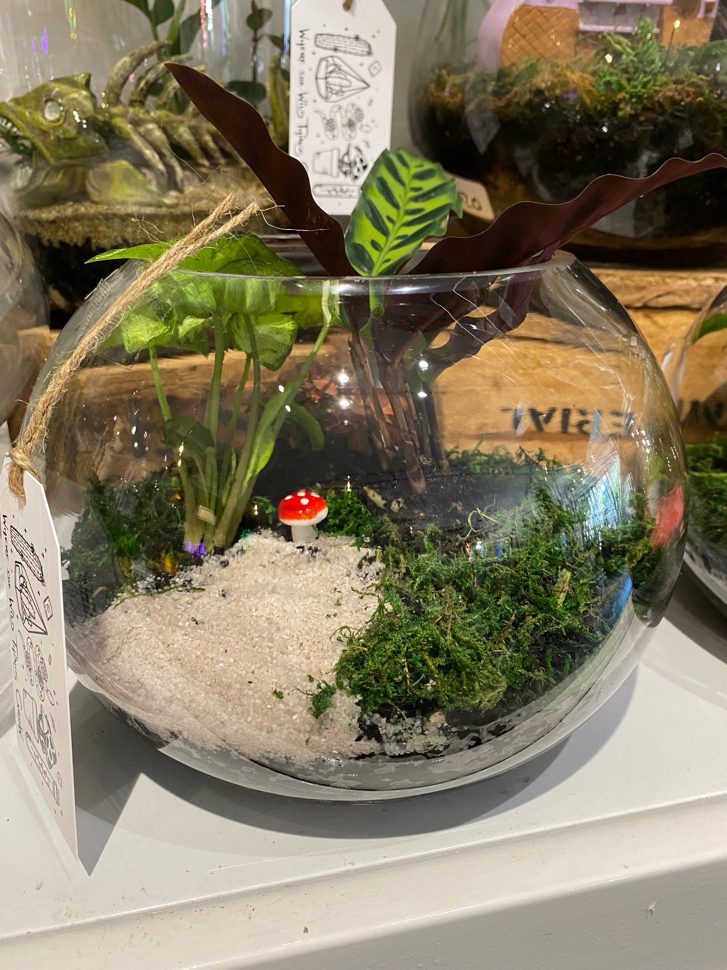 Fishbowl Terrariums