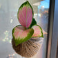 Kokedamas. Mixed options available.