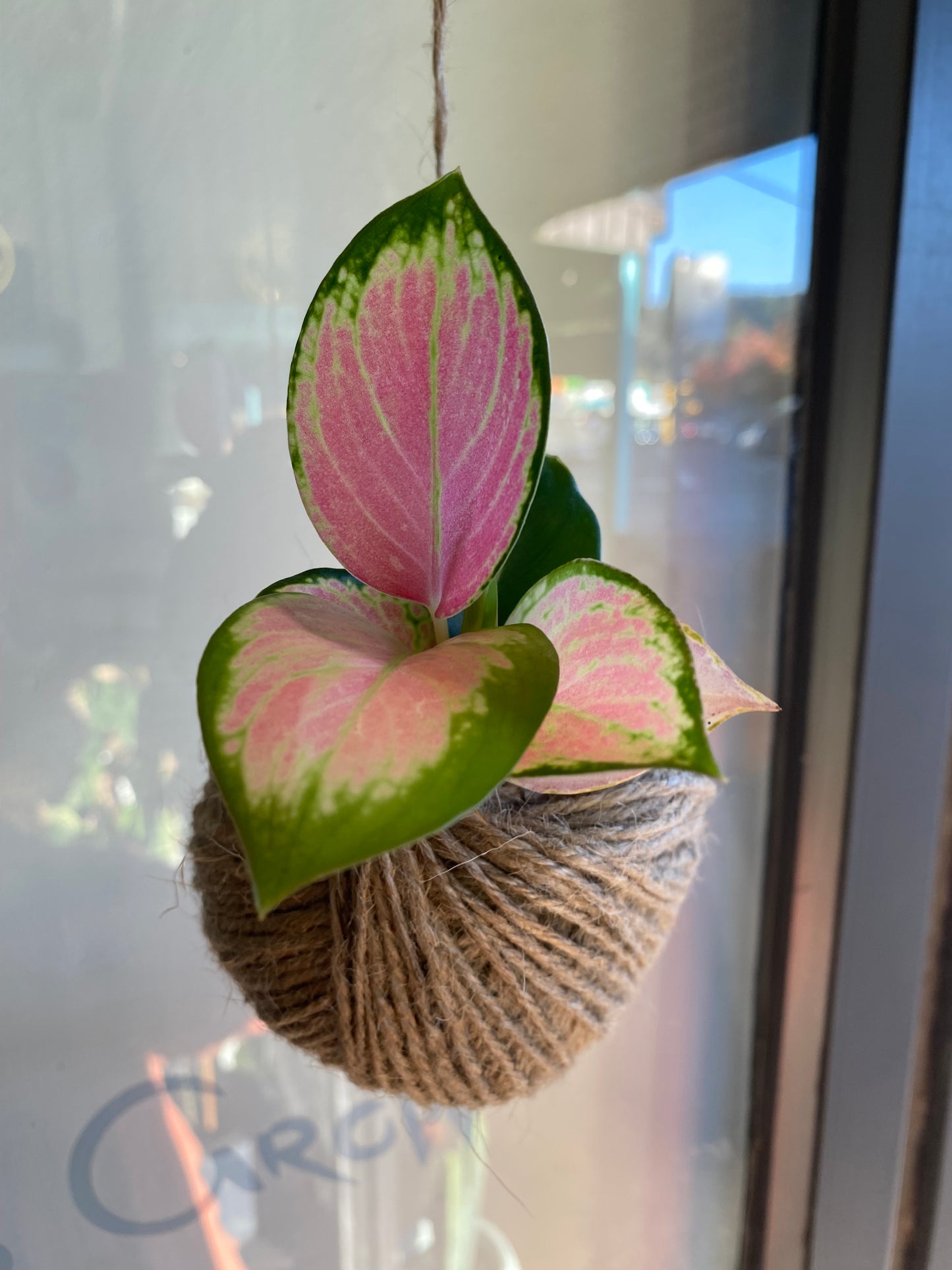 Kokedama pink. Tillandsia or Aglaonema Spitfire