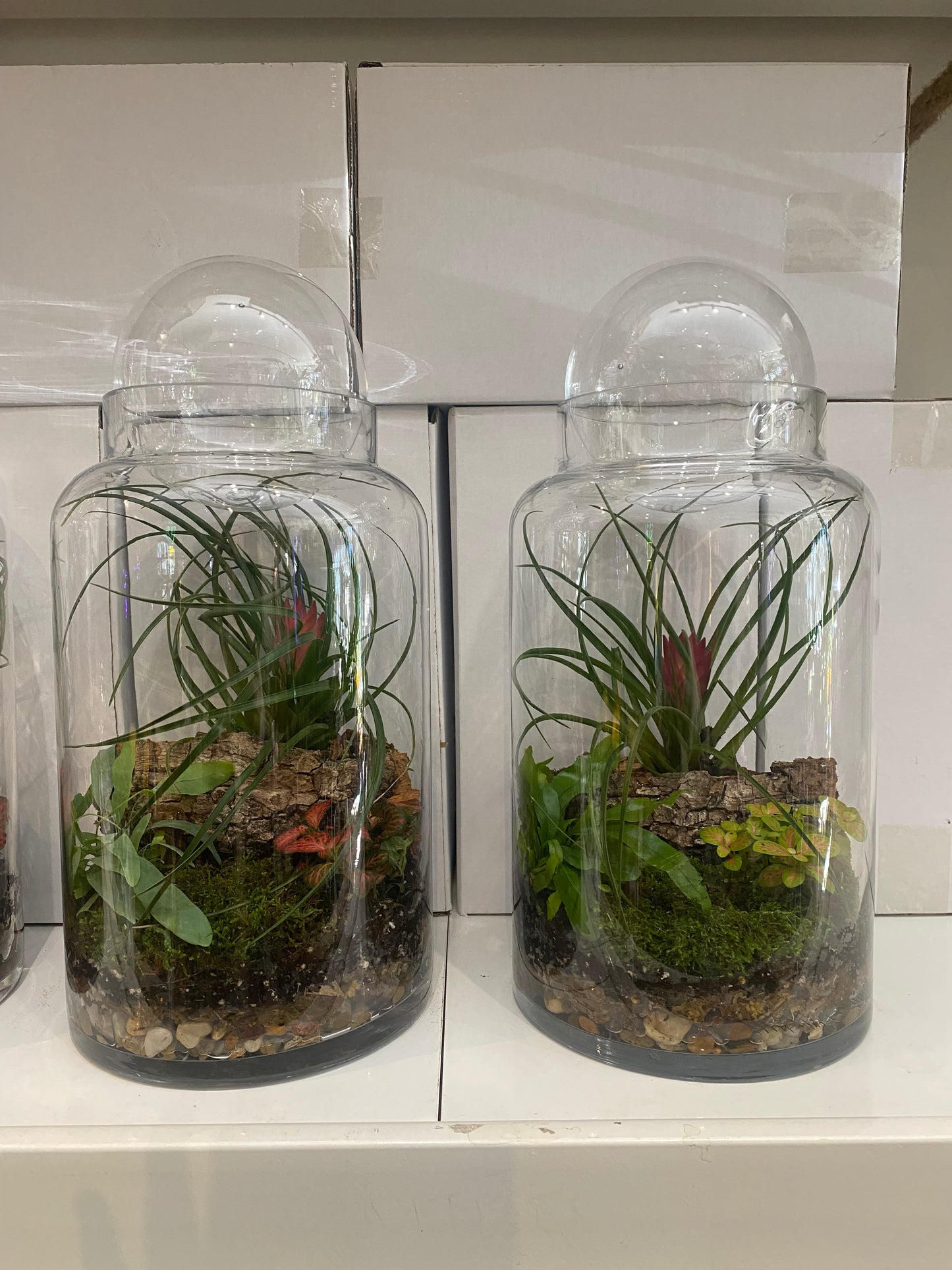 Solimões Terrarium