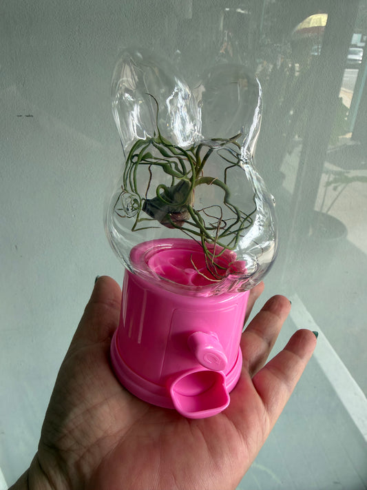 MY FIRST AIR PLANT. BUNNY VESSEL