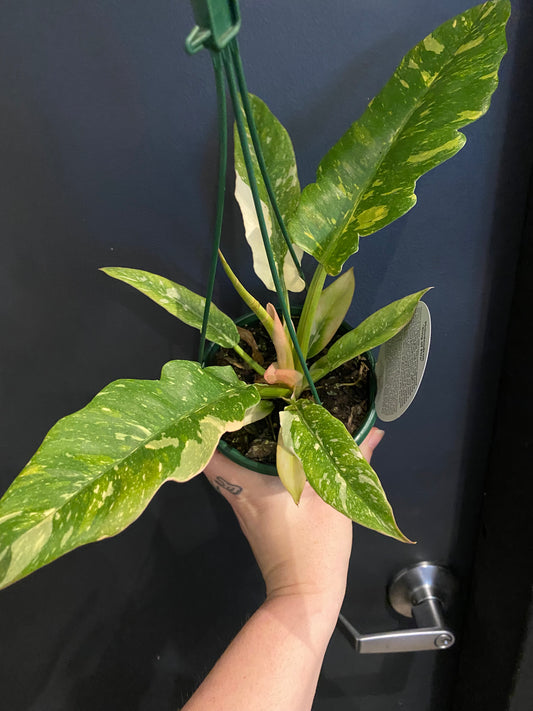 Philodendron Ring of fire