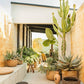 Commercial & Residential Indoor Plant Maintenance