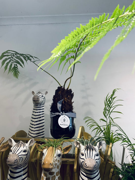 Hydro Tree Ferns