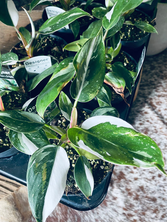 Philodendron erubescens ‘White Princess’