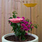 SUNFLOWER BIRD BATH. Bamboo