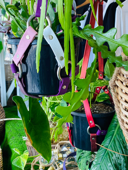 Leather Plant Hangers. Melbourne Made.