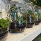 Dome Terrarium