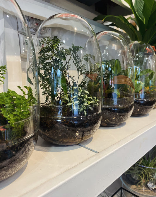 Dome Terrarium