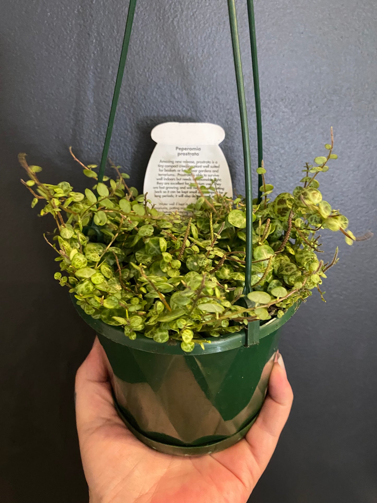 String of turtles (Peperomia prostrata)