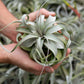 Air Plants Tillandsia