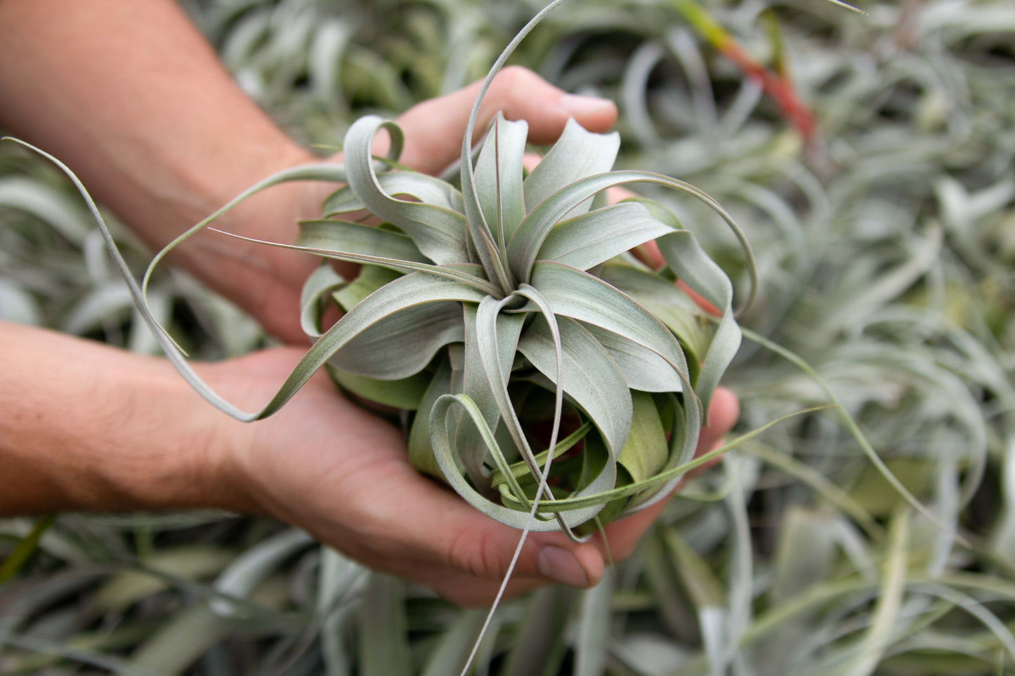 Air Plants Tillandsia