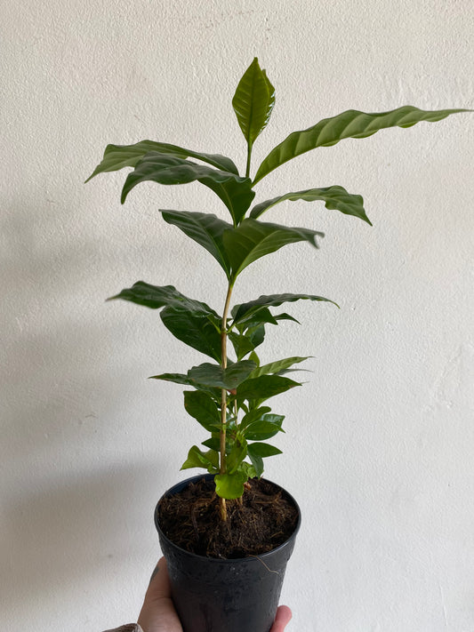 Coffee Arabica Plant