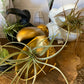 Air plant Holders