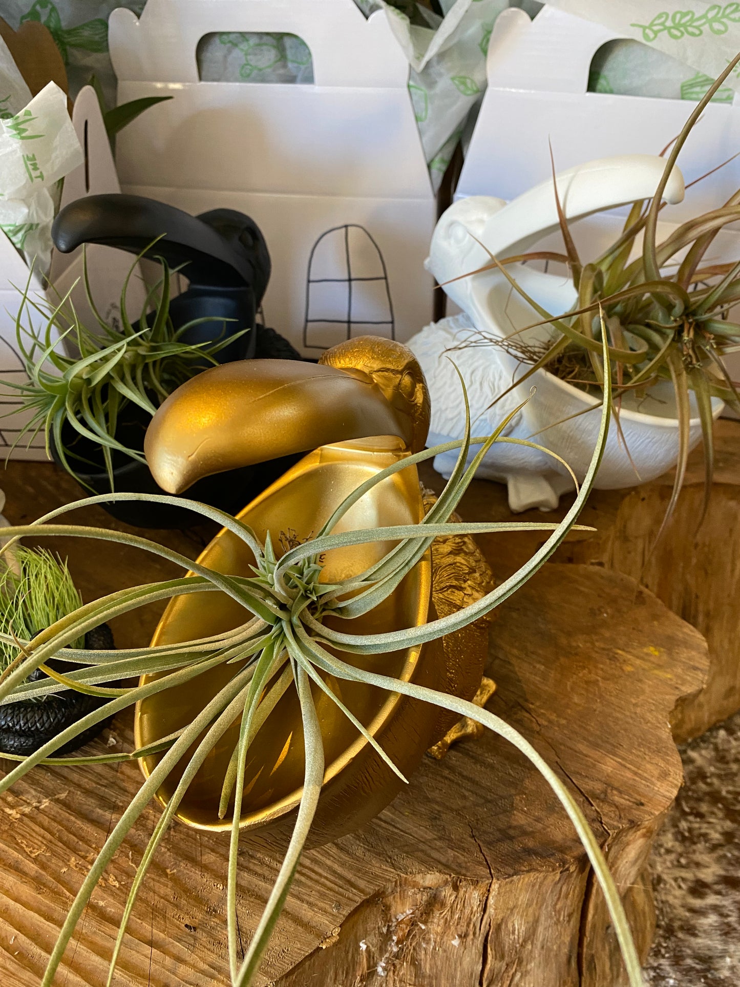 Air plant Holders