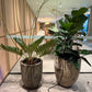 Commercial & Residential Indoor Plant Maintenance