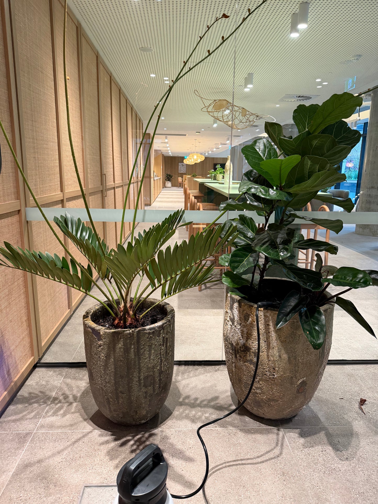 Commercial & Residential Indoor Plant Maintenance