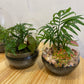 Dome Terrarium
