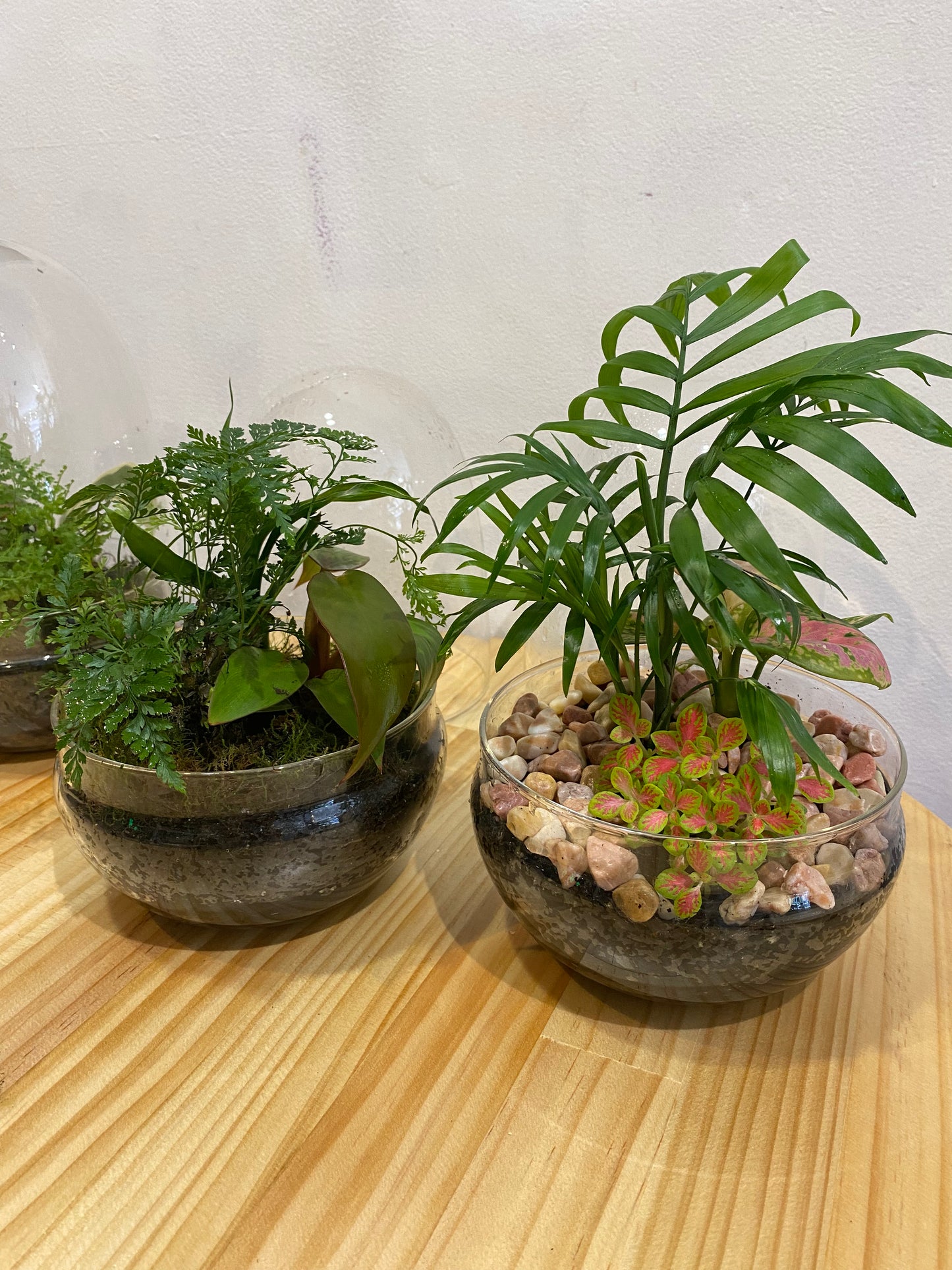 Dome Terrarium