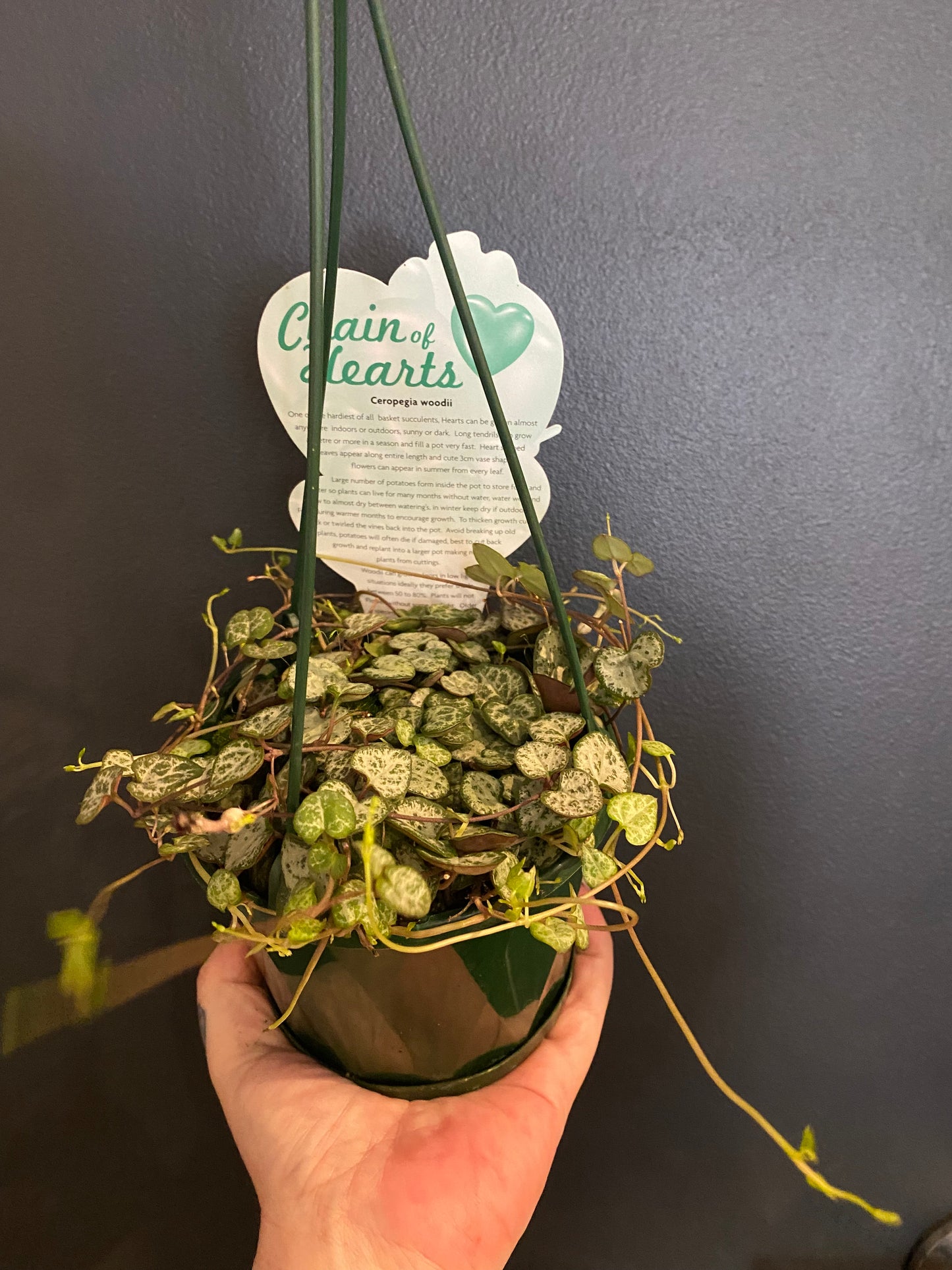 Chain of Hearts (Ceropegia woodii)