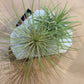 Air Plants on Crystals