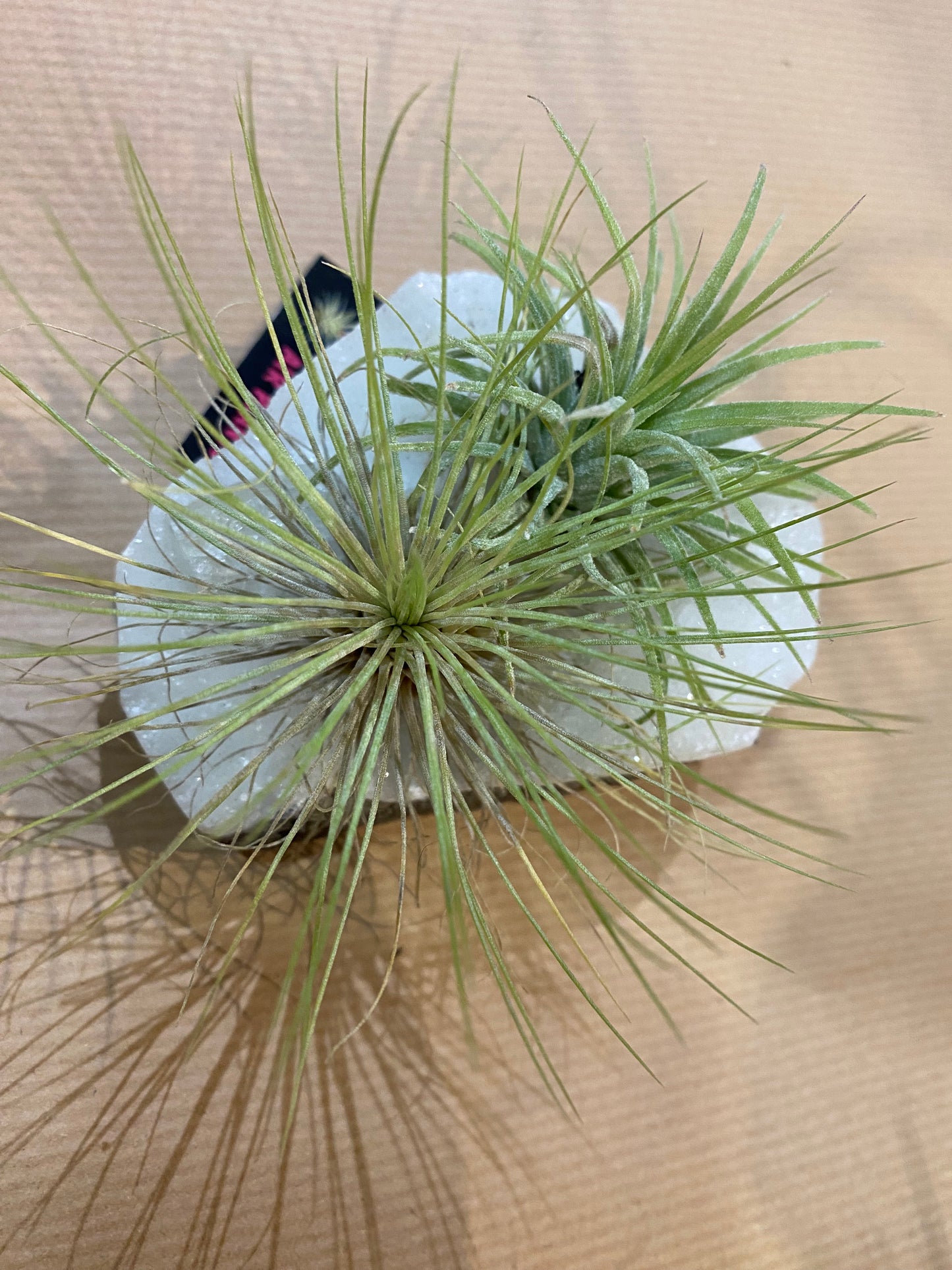 Air Plants on Crystals