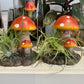 Air plants on Shrooms