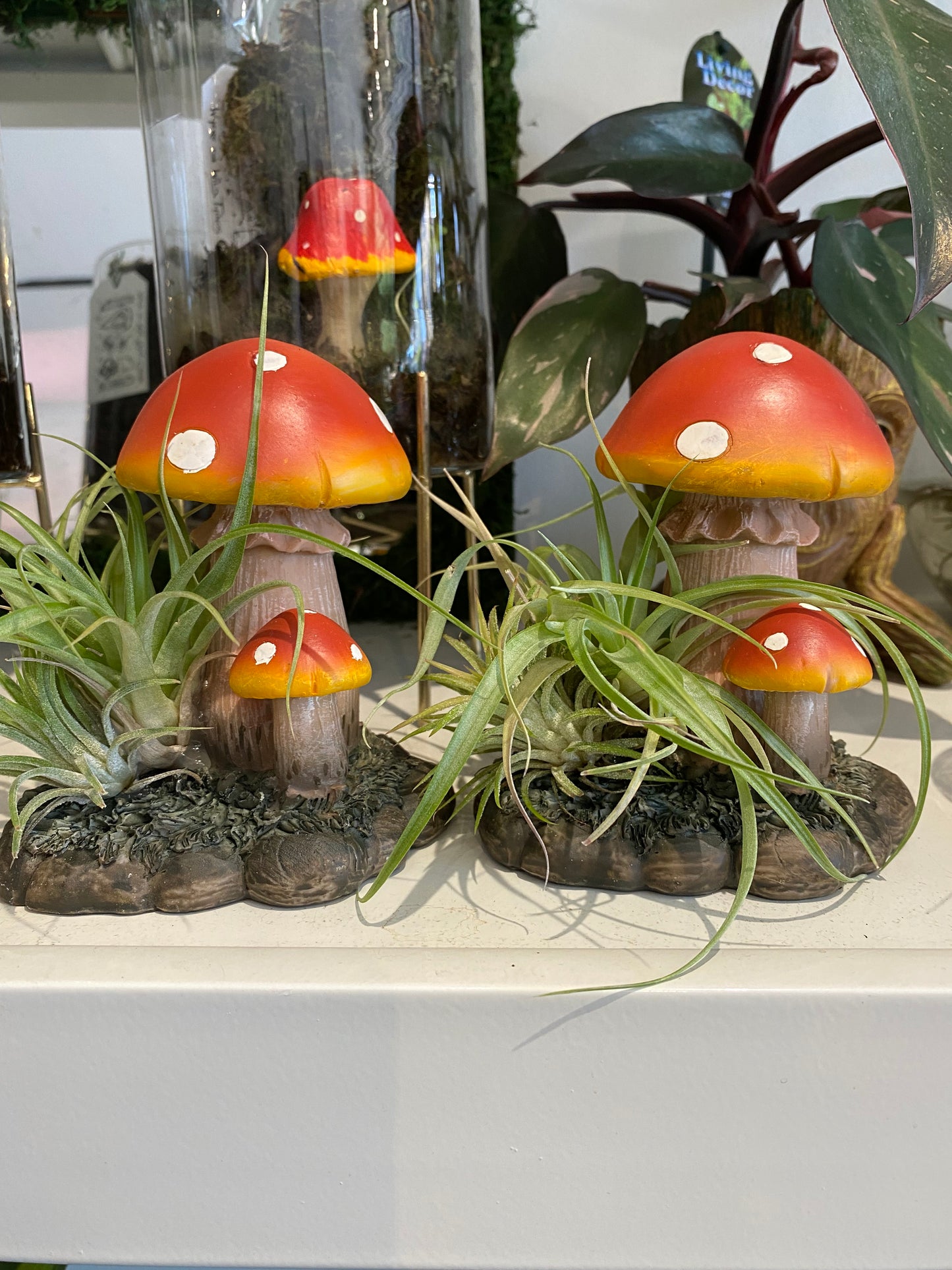 Air plants on Shrooms