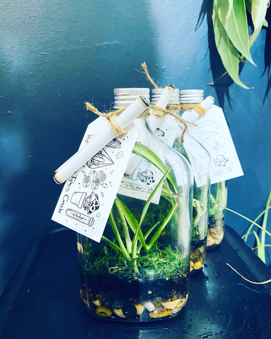 Message In A Bottle Terrarium