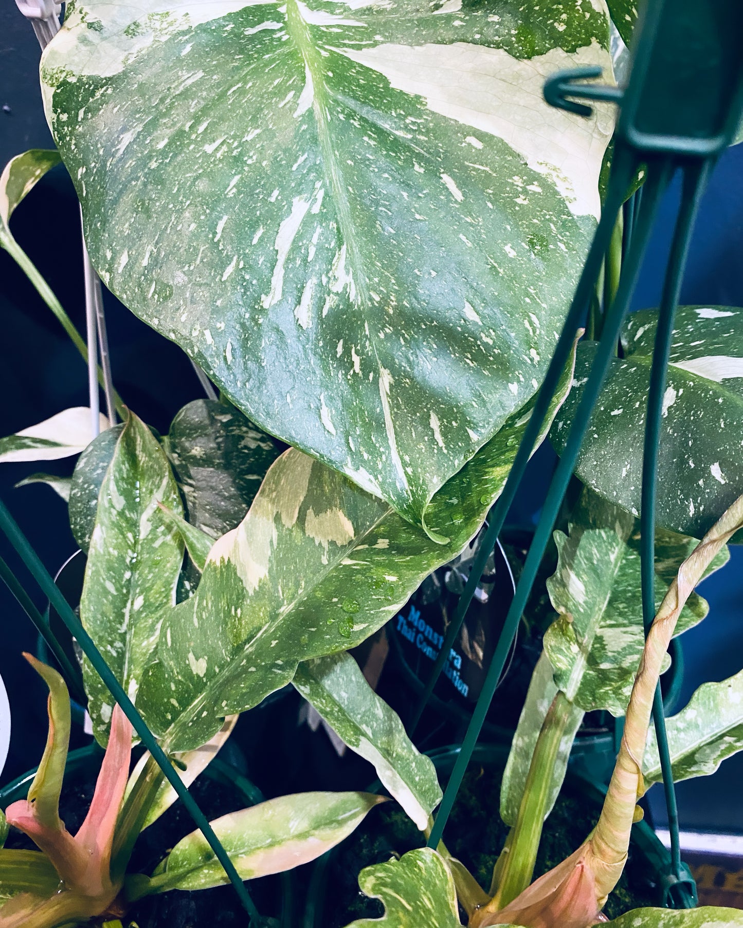 Monstera Thai Constellation