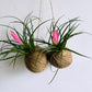 Kokedamas. Mixed options available.