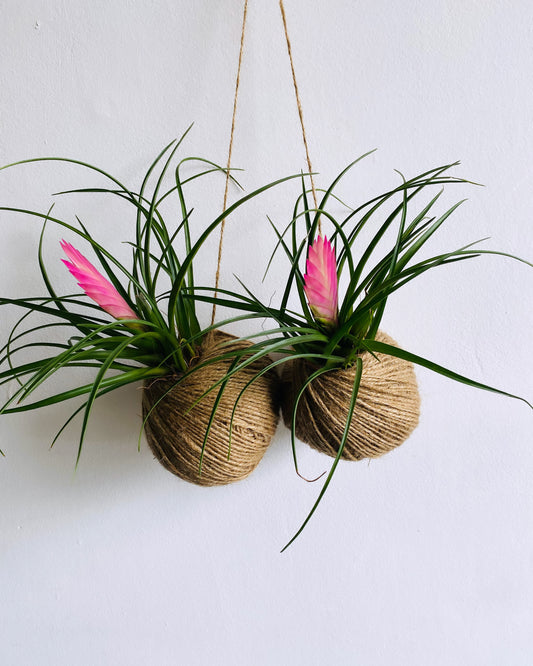 Kokedama pink. Tillandsia or Aglaonema Spitfire