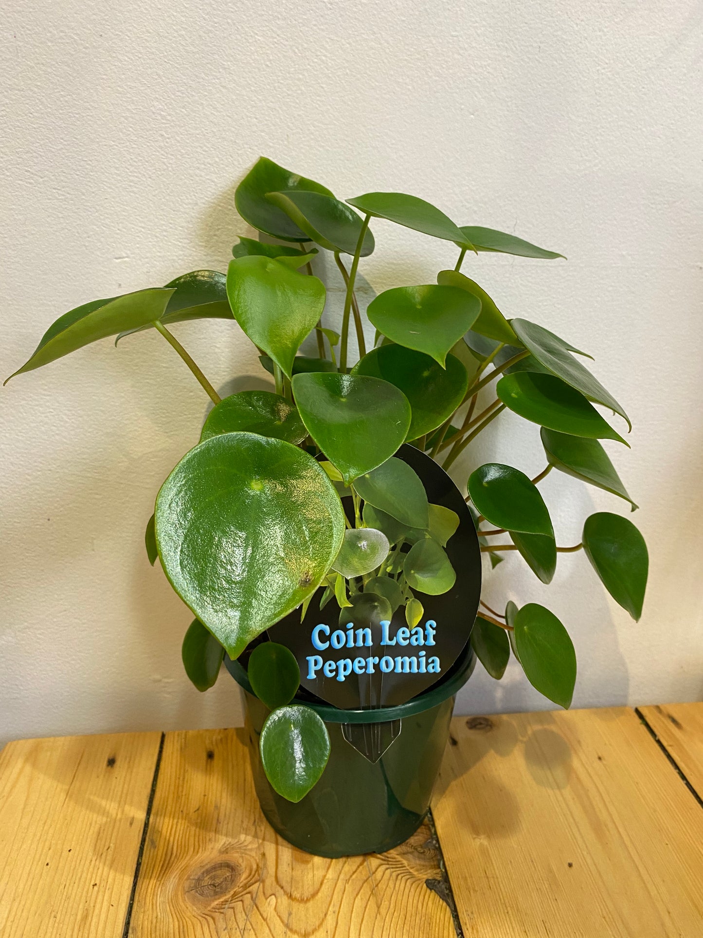 Coin Leaf Peperomia 140mm