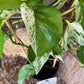 Epipremnum Marble Queen