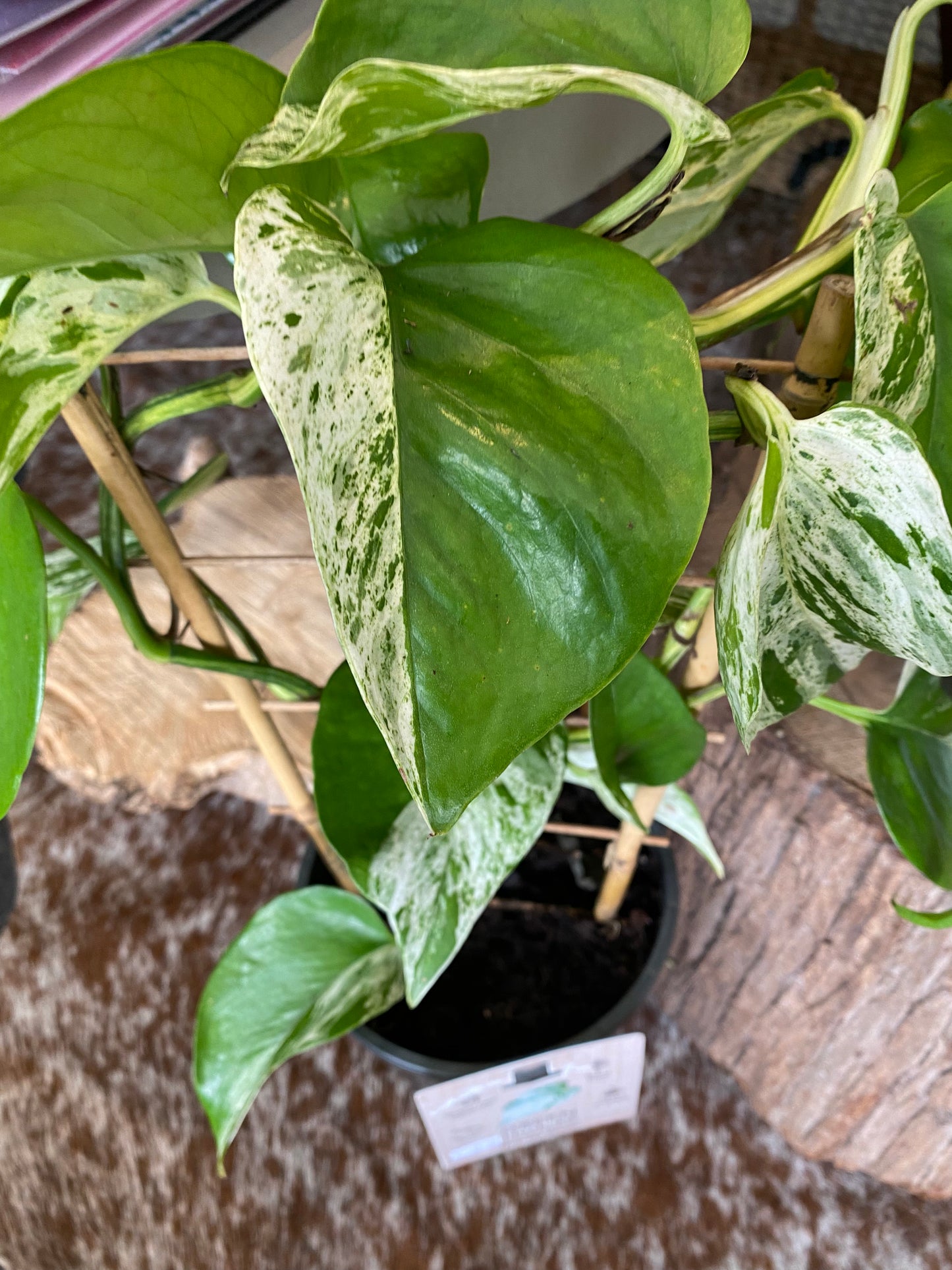 Epipremnum Marble Queen