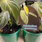 Philodendron melanochrysum