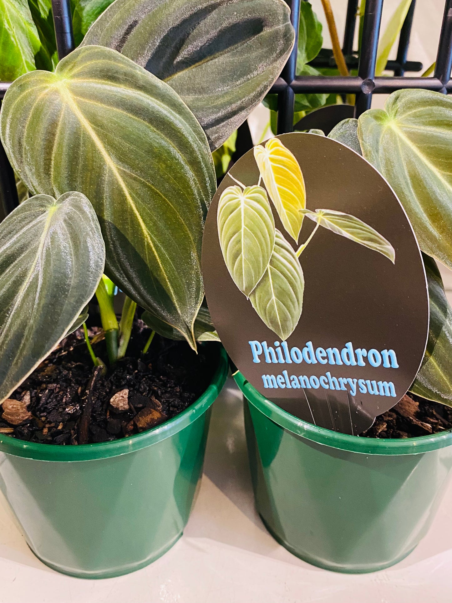 Philodendron melanochrysum