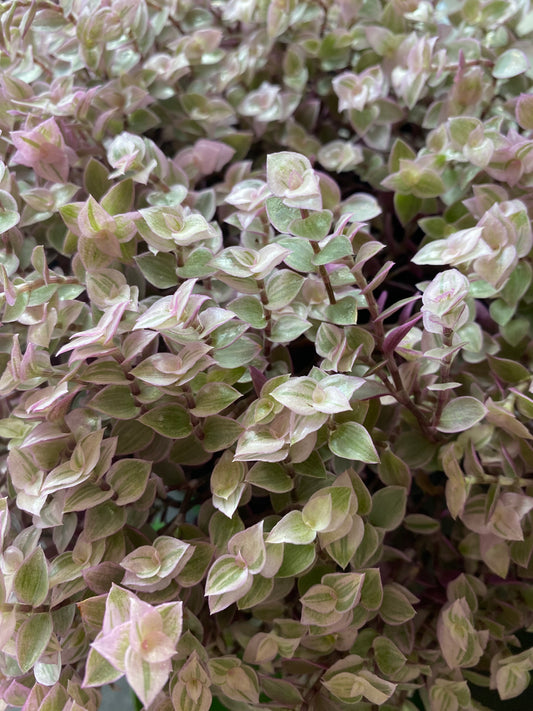 Callisia repens ‘pink panther’