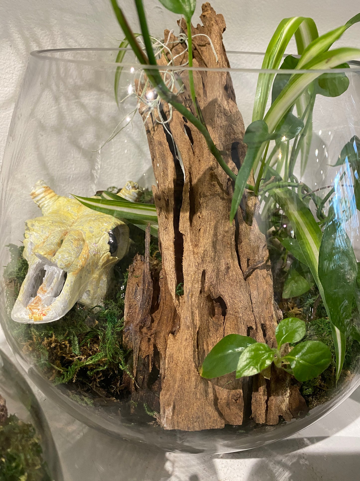 Buffalo Bones Terrarium