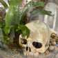 Primate Skull Terrarium