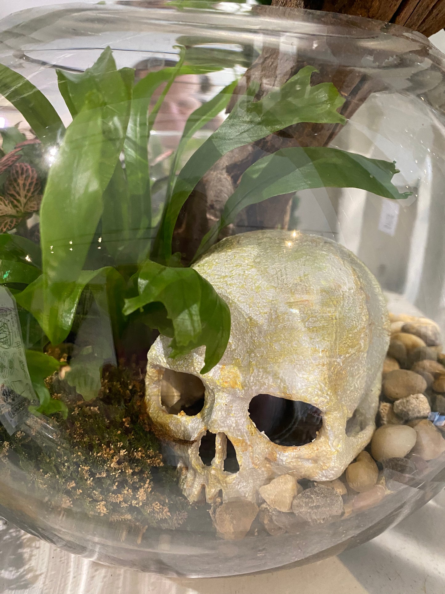 Primate Skull Terrarium